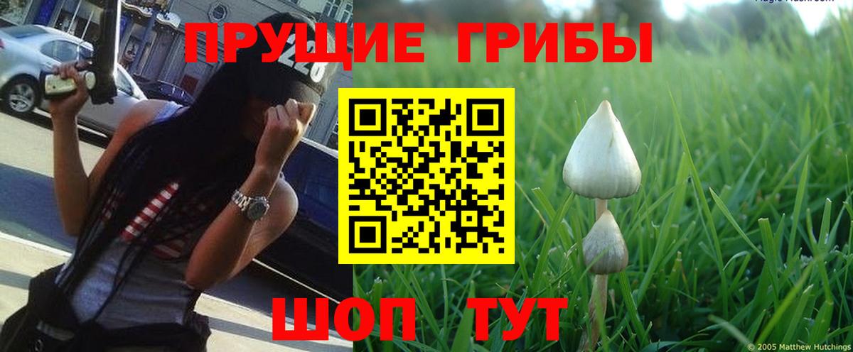 Псилоцибиновые грибы GOLDEN TEACHER Белебей